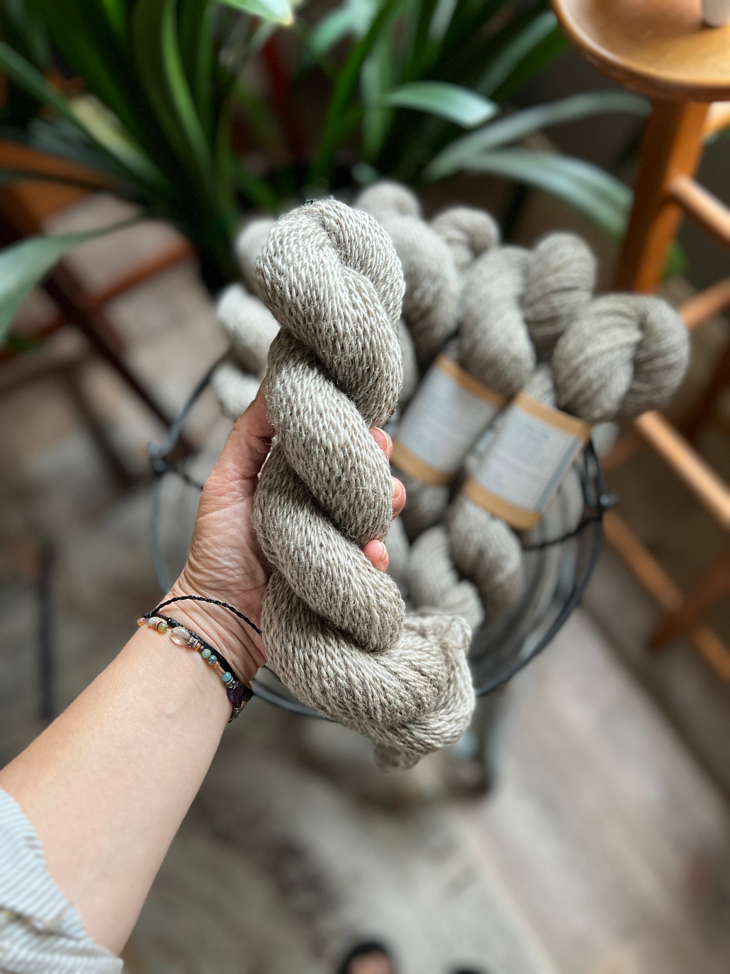 Salish DK - Limited Edition