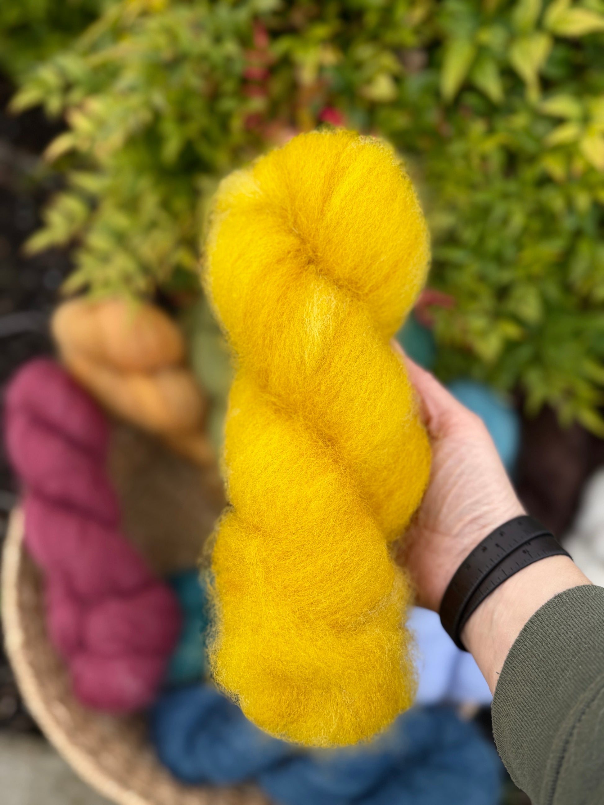 Hand holding a hank of vibrant yellow roving, the color of crocus stamens, above a basket of more hanks.