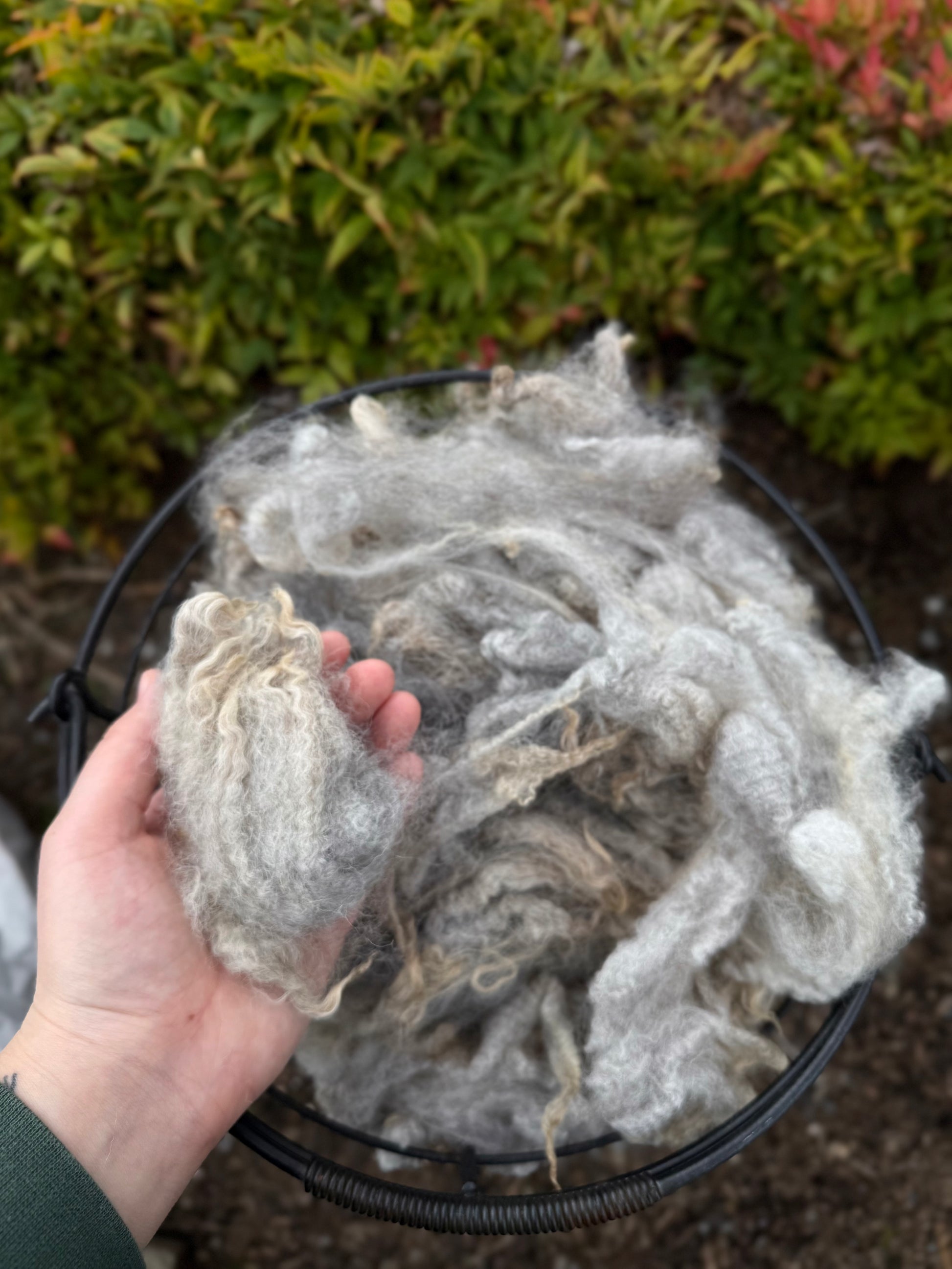 Hand holding a lock of light gray wool above a basket filled with more wool, with greenery in the background.