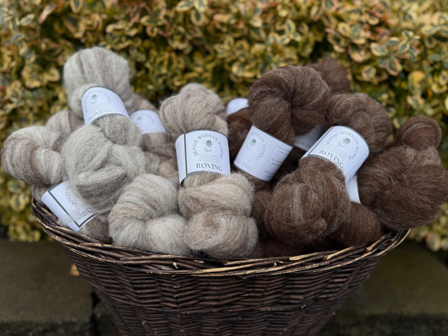 A large woven basket overflowing with hanks of springy Jacob and Jacob x Suffolk roving.
